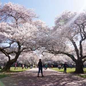 University of Washington logo